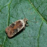 Agonopterix purpurea (Haworth, 1811)