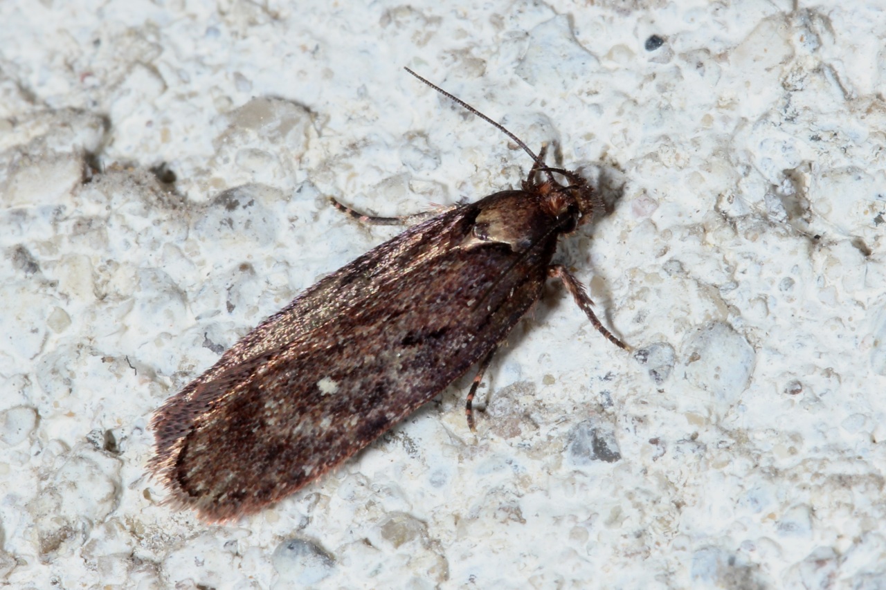 Depressaria albipunctella (Denis & Schiffermüller, 1775) 