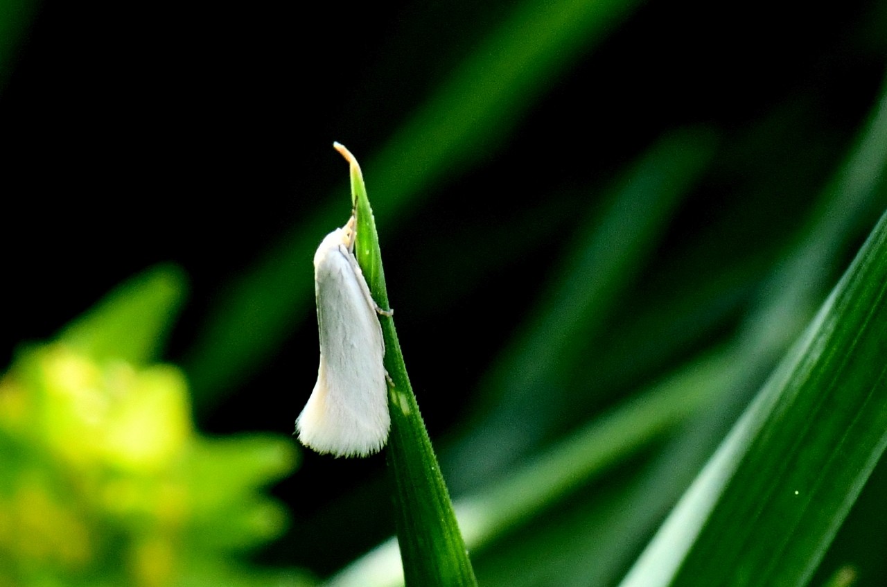 Elachista argentella (Clerck, 1759)