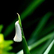 Elachista argentella (Clerck, 1759)