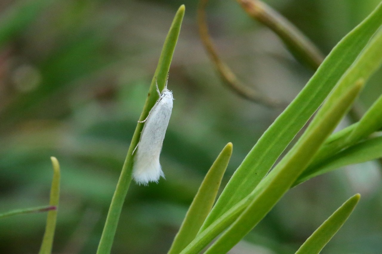 Elachista argentella (Clerck, 1759)