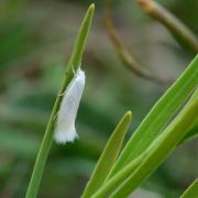 Elachista argentella (Clerck, 1759)