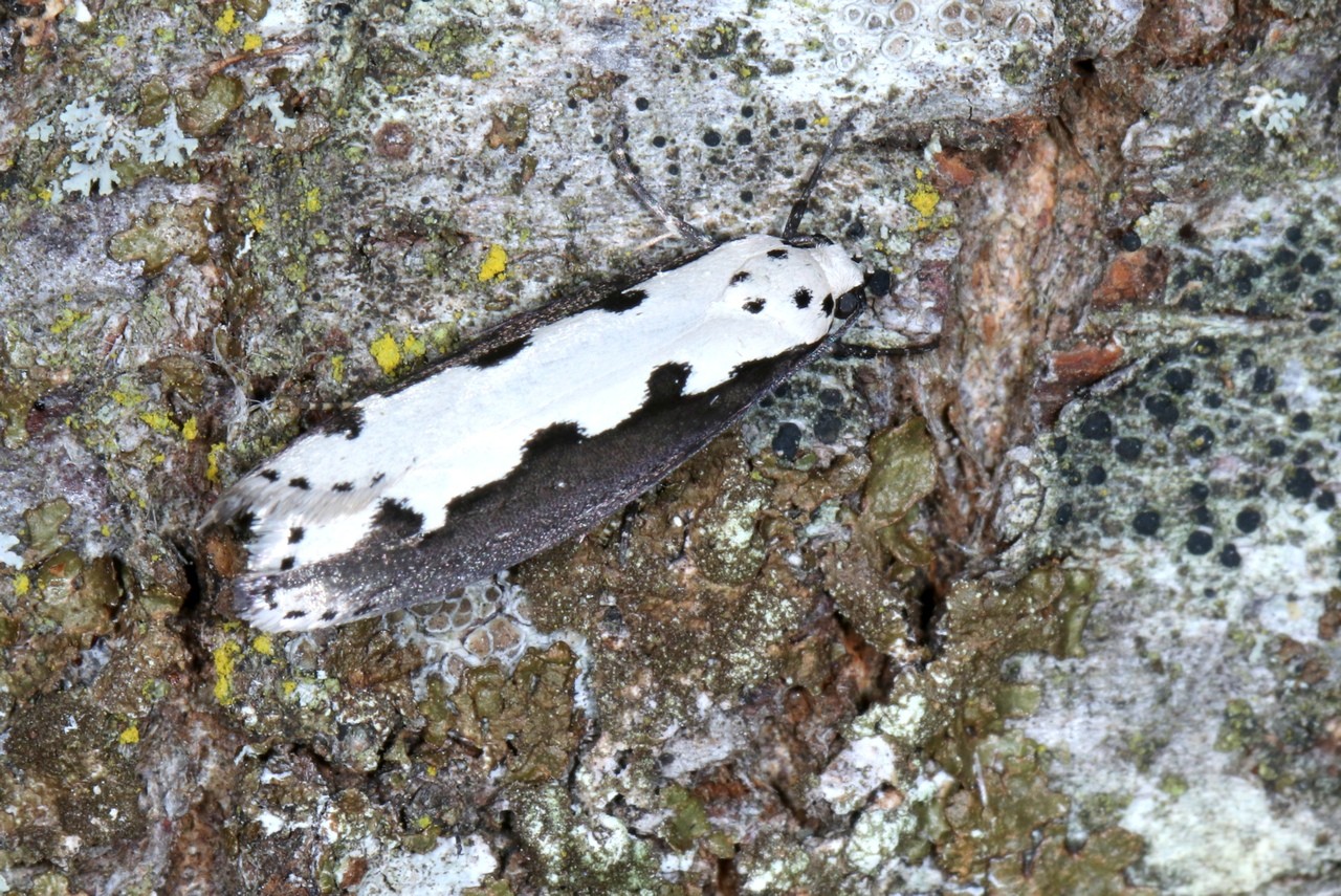 Ethmia bipunctella (Fabricius, 1775)