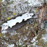 Ethmia bipunctella (Fabricius, 1775)