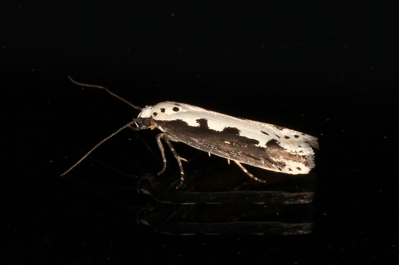 Ethmia bipunctella (Fabricius, 1775)