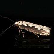 Ethmia bipunctella (Fabricius, 1775)