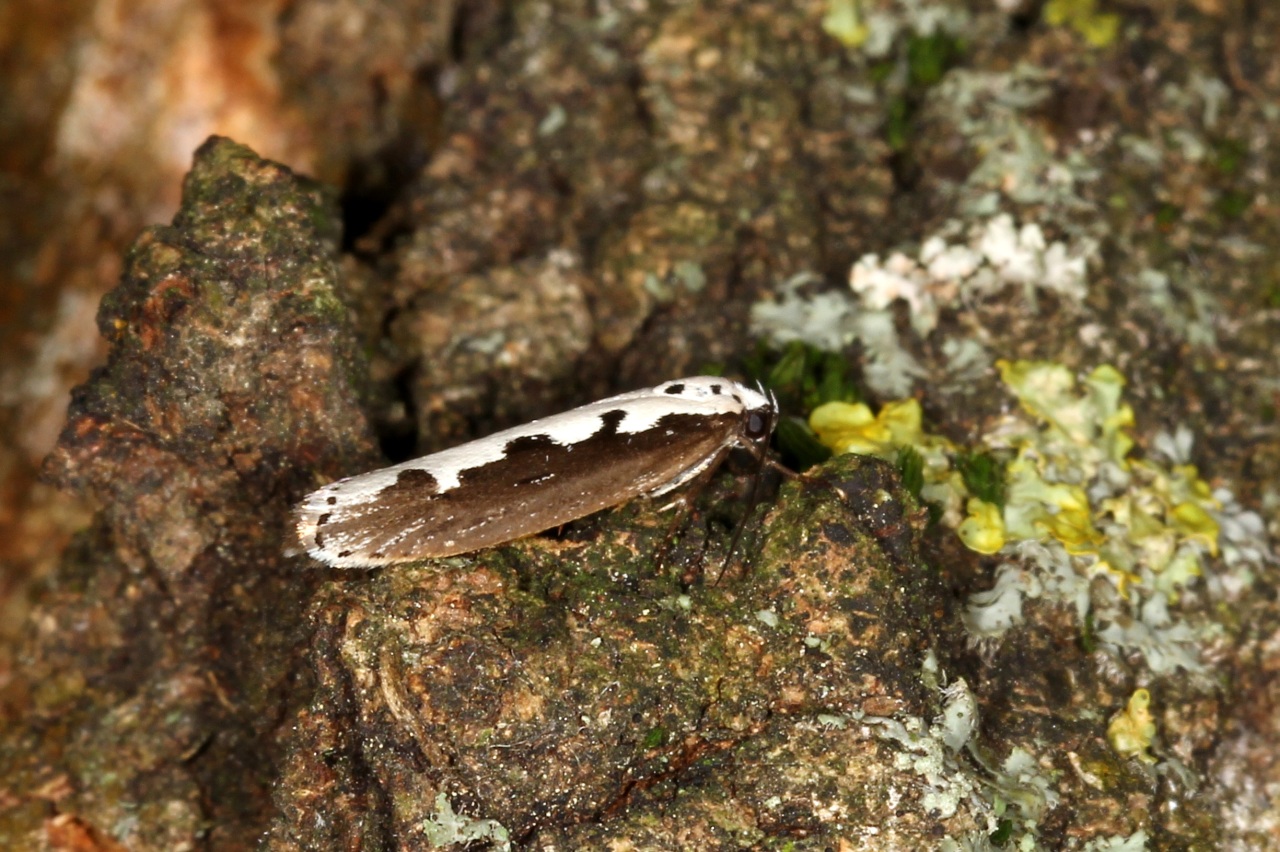 Ethmia bipunctella (Fabricius, 1775) 