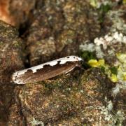 Ethmia bipunctella (Fabricius, 1775) 