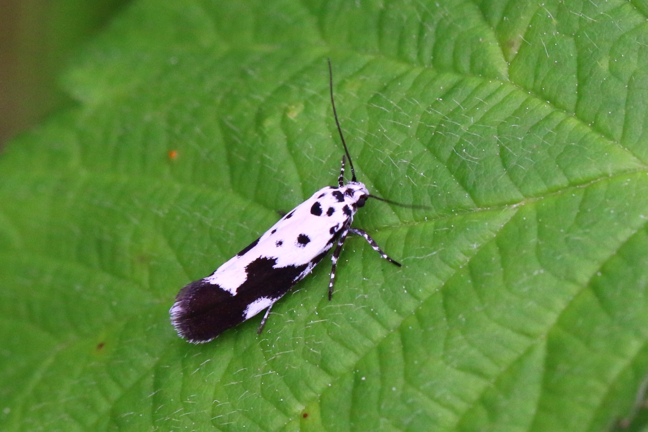 Ethmia quadrillella (Goeze, 1783) - Petit Deuil