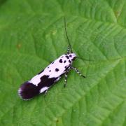 Ethmia quadrillella (Goeze, 1783) - Petit Deuil