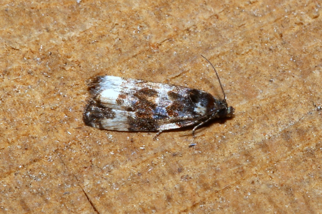 Endothenia marginana / oblongana