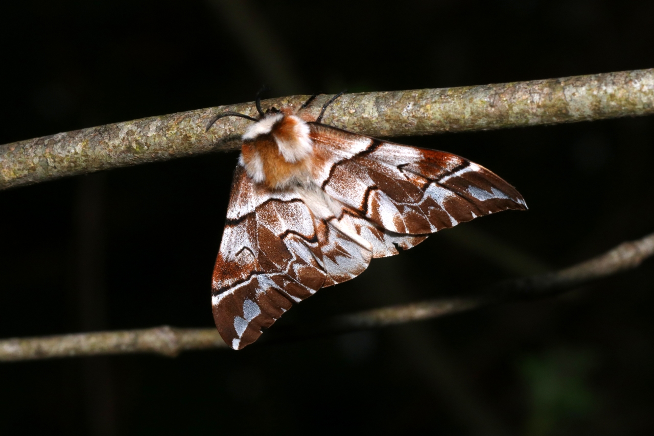 Endromis versicolora (Linnaeus, 1758) - Versicolore (femelle)