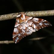 Endromis versicolora (Linnaeus, 1758) - Versicolore (femelle)