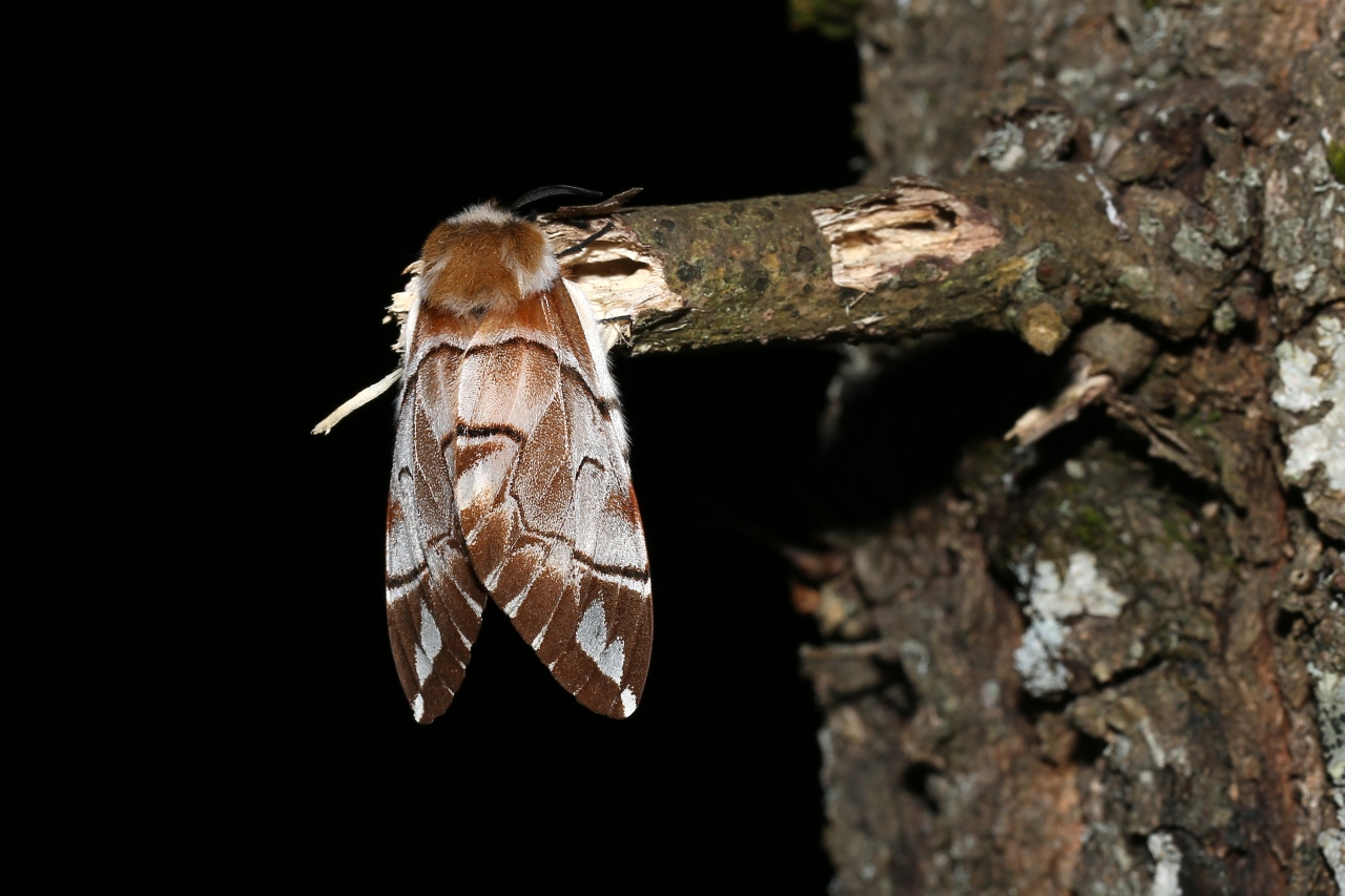 Endromis versicolora (Linnaeus, 1758) - Versicolore (femelle)