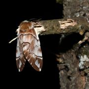 Endromis versicolora (Linnaeus, 1758) - Versicolore (femelle)