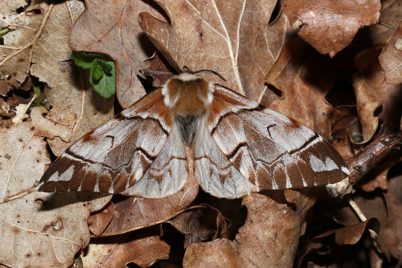 Endromis versicolora (Linnaeus, 1758) - Versicolore (femelle)