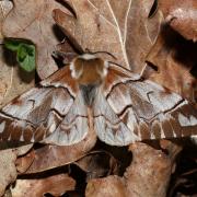 Endromis versicolora (Linnaeus, 1758) - Versicolore (femelle)