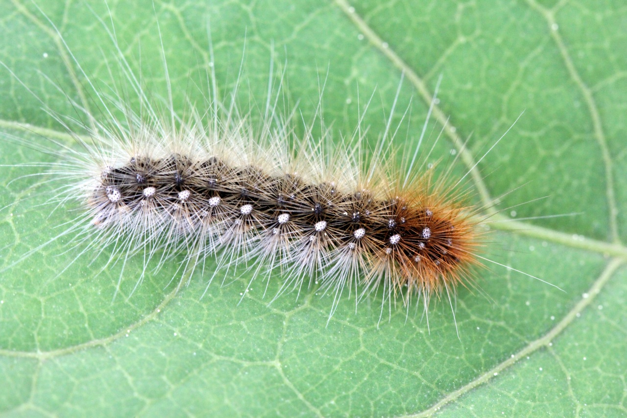 Arctia caja (Linnaeus, 1758) - Ecaille Martre, Hérissonne (chenille)