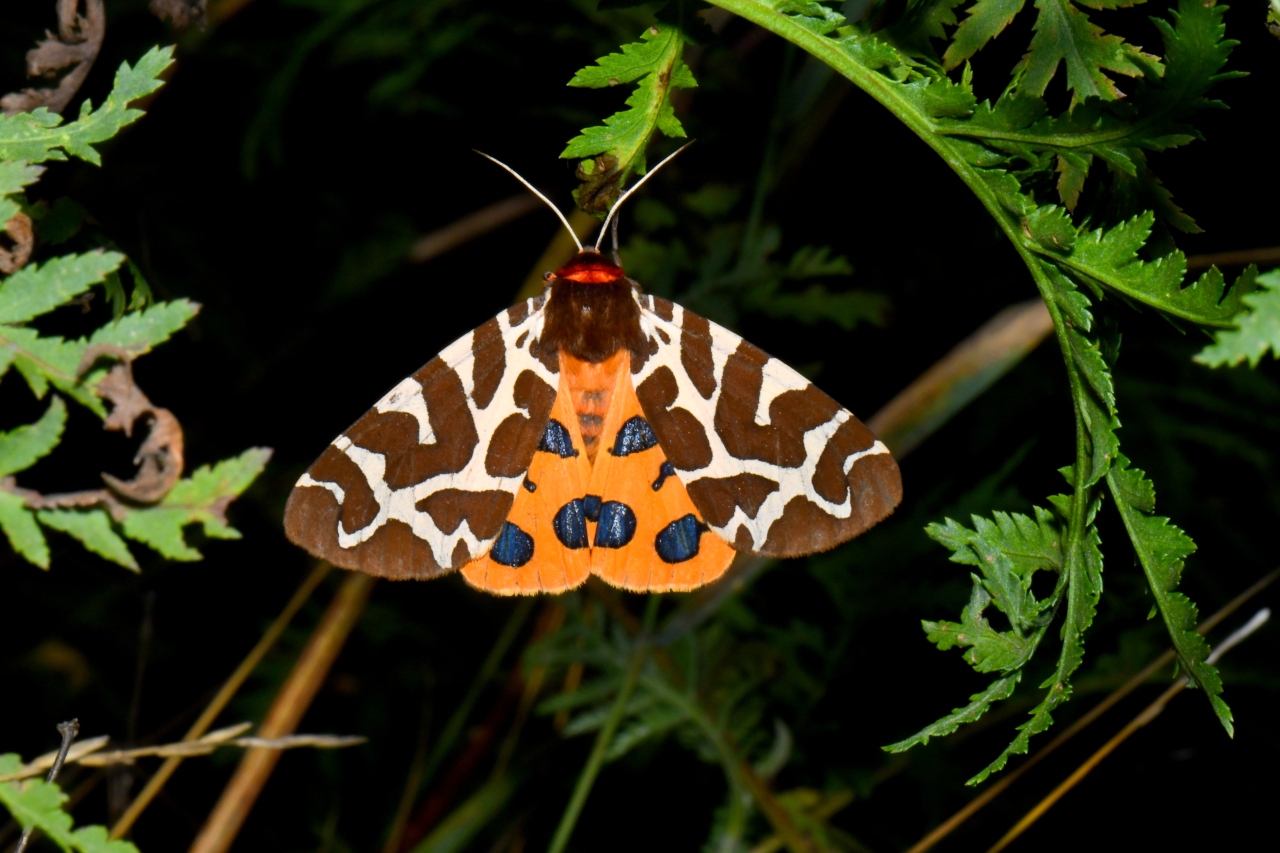 Arctia caja (Linnaeus, 1758) - Ecaille Martre, Hérissonne