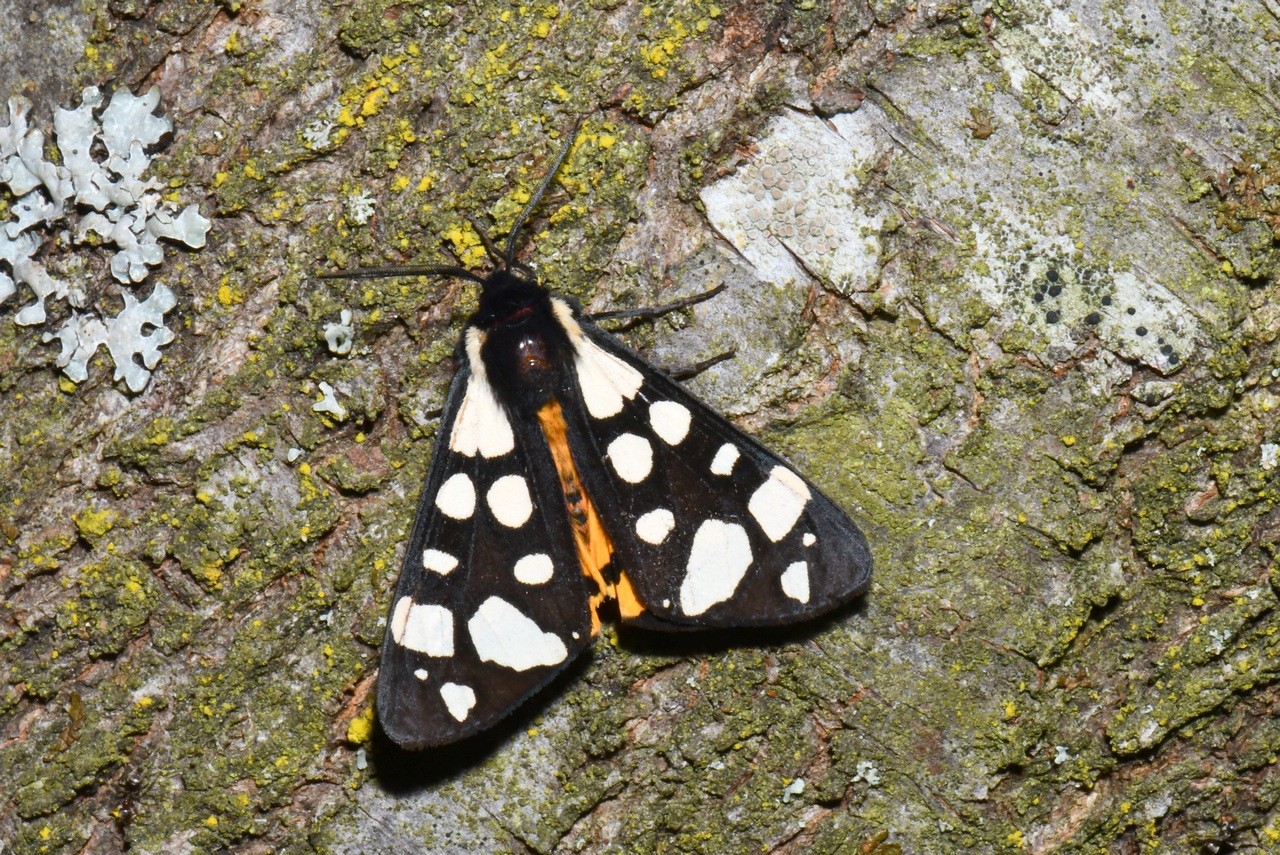 Arctia villica (Linnaeus, 1758) - Ecaille fermière, Ecaille villageoise (mâle)