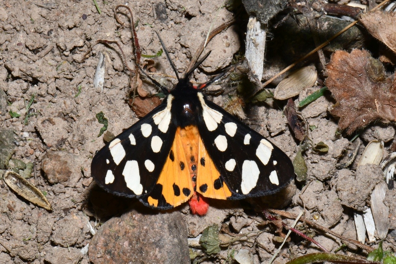 Arctia villica (Linnaeus, 1758) - Ecaille fermière, Ecaille villageoise (mâle)
