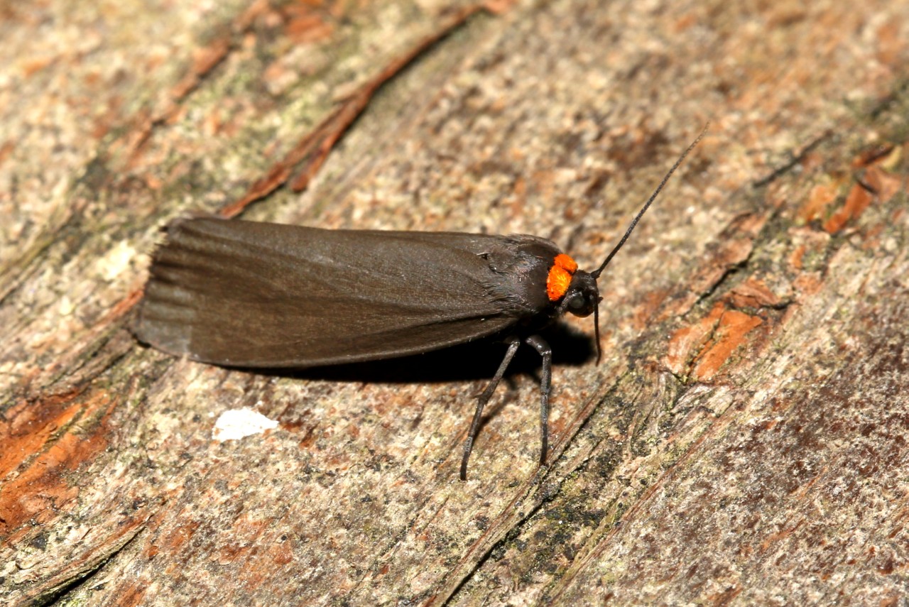 Atolmis rubricollis (Linnaeus, 1758) - Veuve, Collier rouge