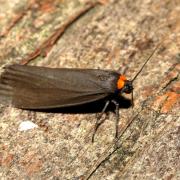 Atolmis rubricollis (Linnaeus, 1758) - Veuve, Collier rouge