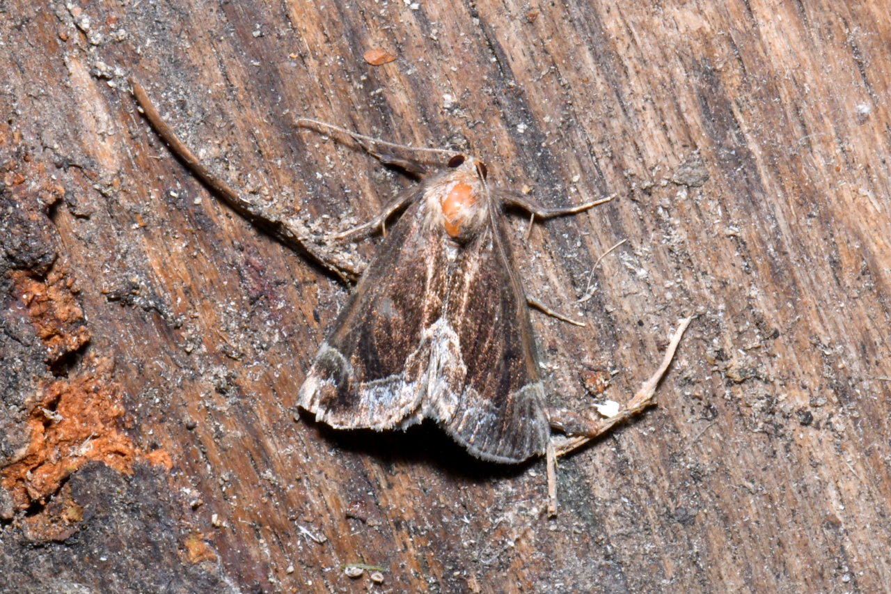 Hypena crassalis (Fabricius, 1787) - Noctuelle épaissie