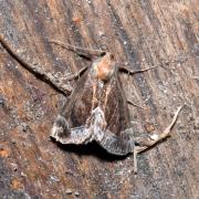 Hypena crassalis (Fabricius, 1787) - Noctuelle épaissie