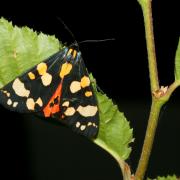 Callimorpha dominula (Linnaeus, 1758) - Ecaille marbrée, Ecaille lustrée