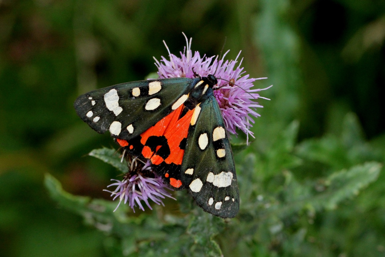 Callimorpha dominula (Linnaeus, 1758) - Ecaille marbrée, Ecaille lustrée