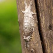 Calliteara pudibunda (Linnaeus, 1758) - Pudibonde, Patte étendue (accouplement)