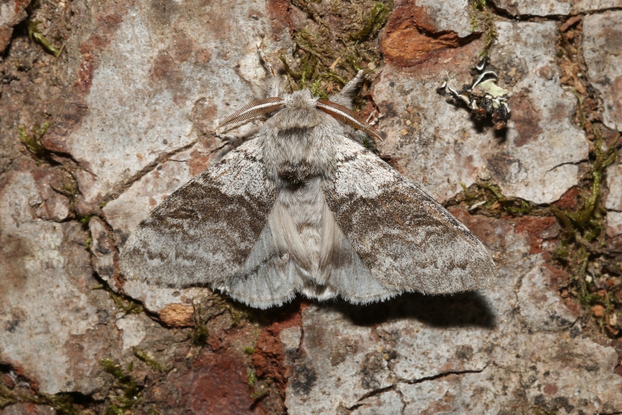 Calliteara pudibunda (Linnaeus, 1758) - Pudibonde, Patte étendue