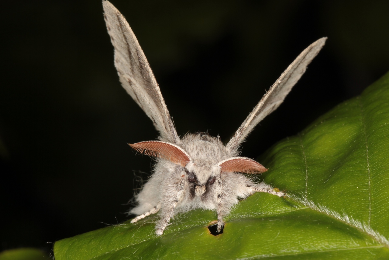 Calliteara pudibunda (Linnaeus, 1758) - Pudibonde, Patte étendue (mâle)