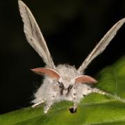 Calliteara pudibunda (Linnaeus, 1758) - Pudibonde, Patte étendue (mâle)