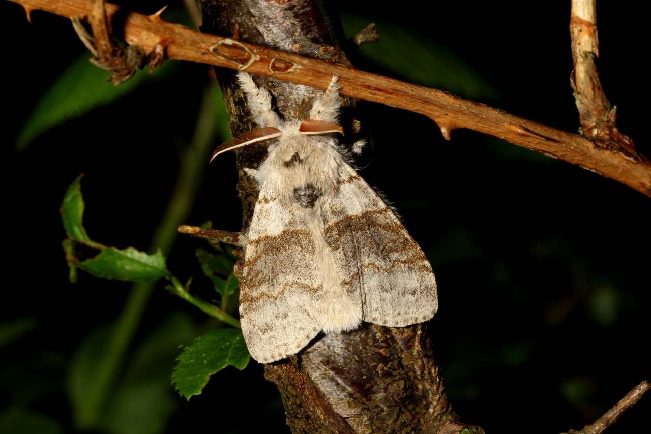 Calliteara pudibunda (Linnaeus, 1758) - Pudibonde, Patte étendue