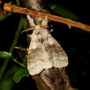 Calliteara pudibunda (Linnaeus, 1758) - Pudibonde, Patte étendue