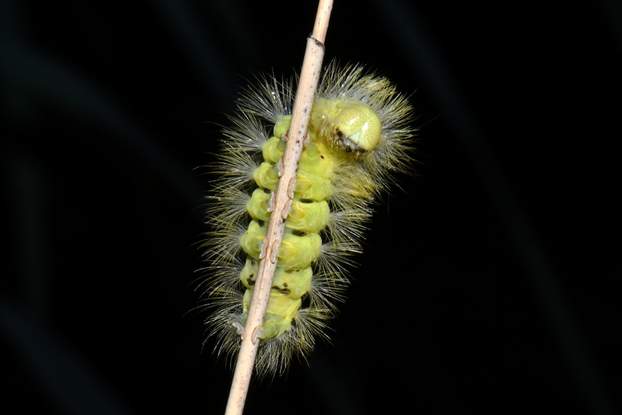 Calliteara pudibunda (Linnaeus, 1758) - Pudibonde, Patte étendue (chenille)