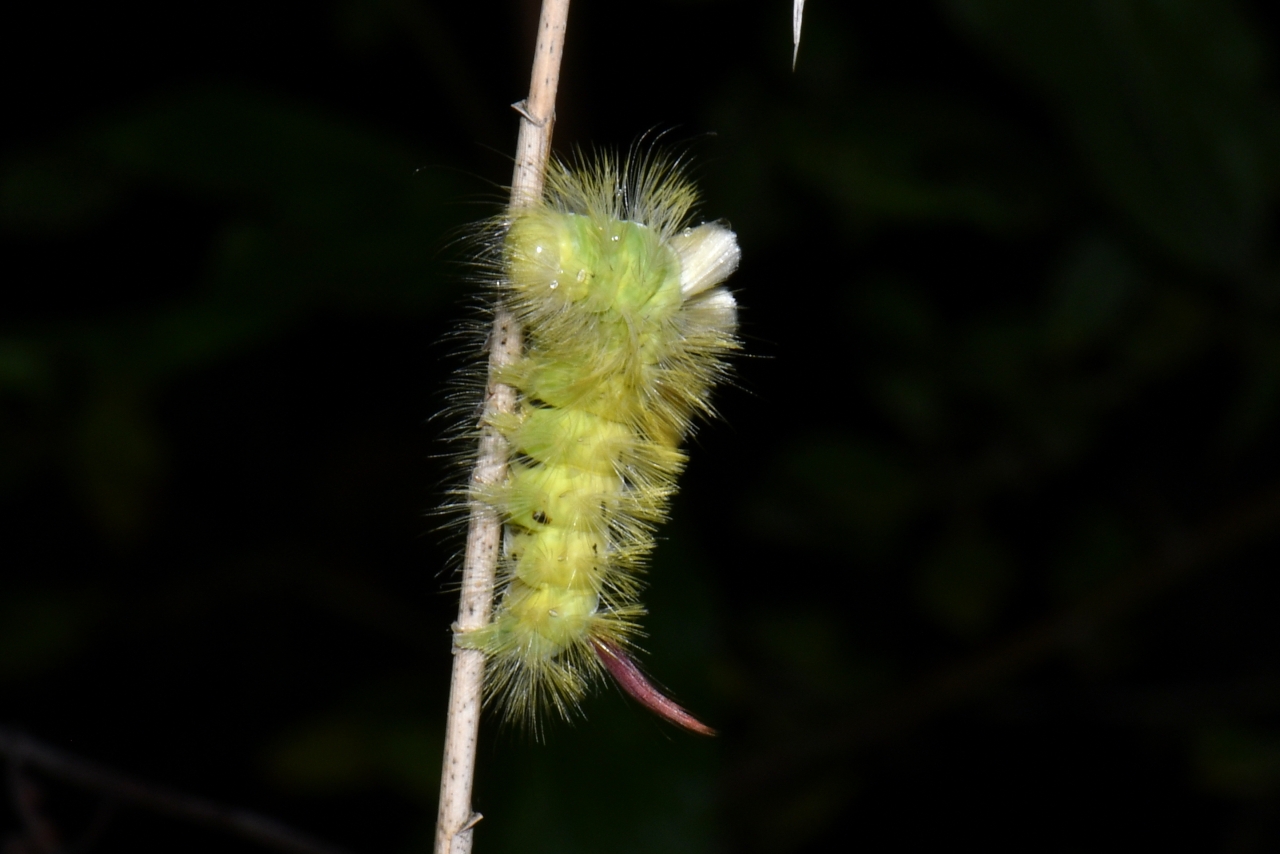 Calliteara pudibunda (Linnaeus, 1758) - Pudibonde, Patte étendue (chenille)