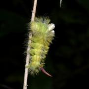 Calliteara pudibunda (Linnaeus, 1758) - Pudibonde, Patte étendue (chenille)