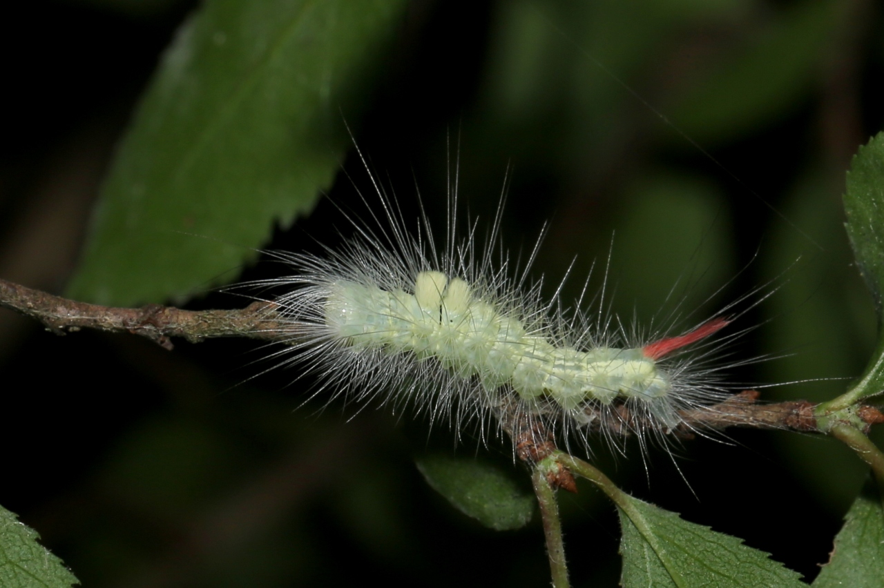 Calliteara pudibunda (Linnaeus, 1758) - Pudibonde, Patte étendue (chenille 1er stade)