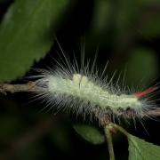 Calliteara pudibunda (Linnaeus, 1758) - Pudibonde, Patte étendue (chenille 1er stade)