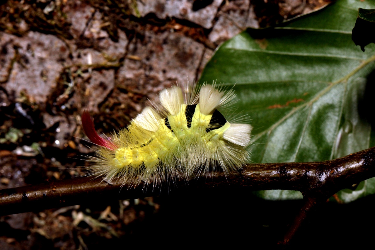Calliteara pudibunda (Linnaeus, 1758) - Pudibonde, Patte étendue (chenille)