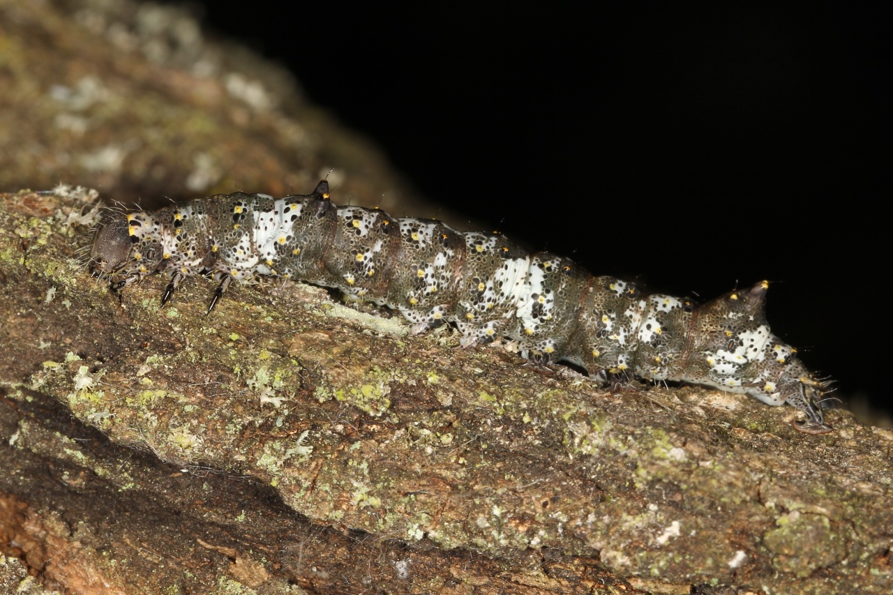 Catephia alchymista (Denis & Schiffermüller, 1775) - Alchimiste (chenille)