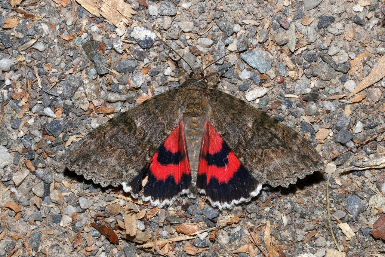 Catocala nupta (Linnaeus, 1767) - Mariée, Lichénée rouge