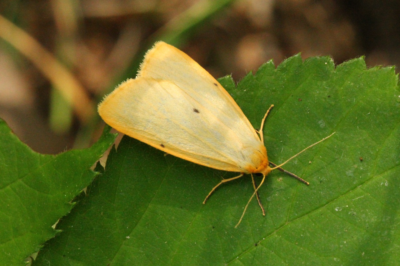 Cybosia mesomella (Linnaeus, 1758) - Eborine, Lithosie à quatre points