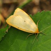 Cybosia mesomella (Linnaeus, 1758) - Eborine, Lithosie à quatre points