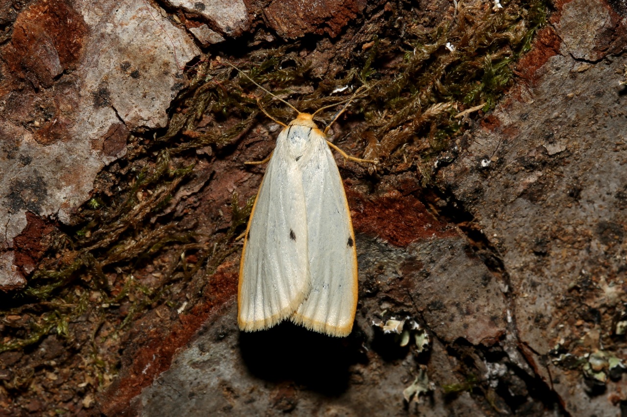 Cybosia mesomella (Linnaeus, 1758) - Eborine, Lithosie à quatre points
