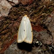 Cybosia mesomella (Linnaeus, 1758) - Eborine, Lithosie à quatre points