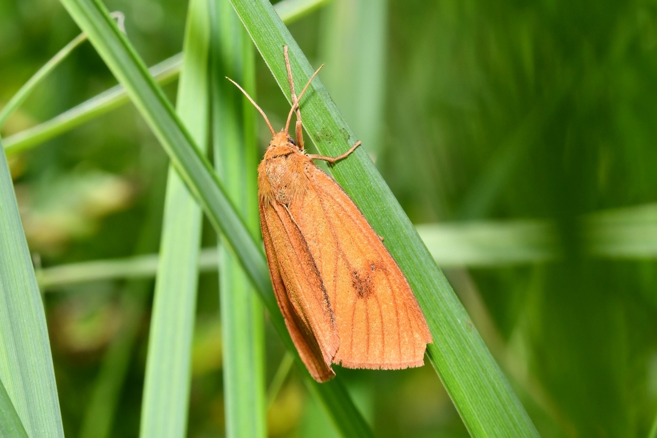 Diacrisia sannio (Linnaeus, 1758) - Bordure ensanglantée, Roussette (femelle)